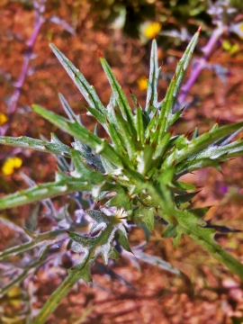 自然户外地面上绿色叶子清新植物