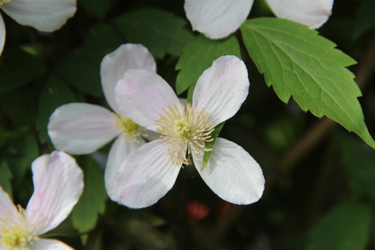 虚化背景树木树枝上绿色叶子白色花朵