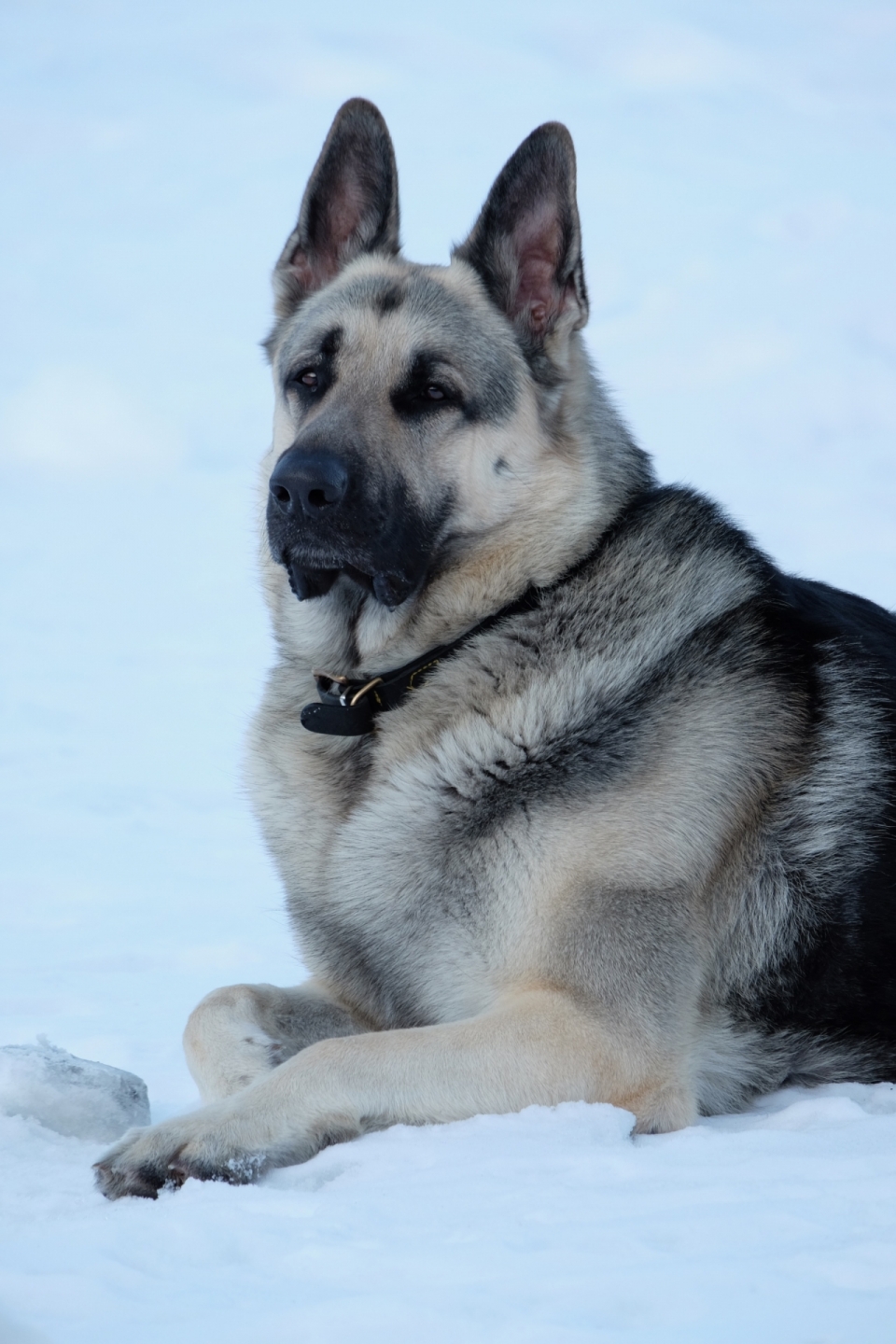 冬天户外白色雪地可爱宠物狗