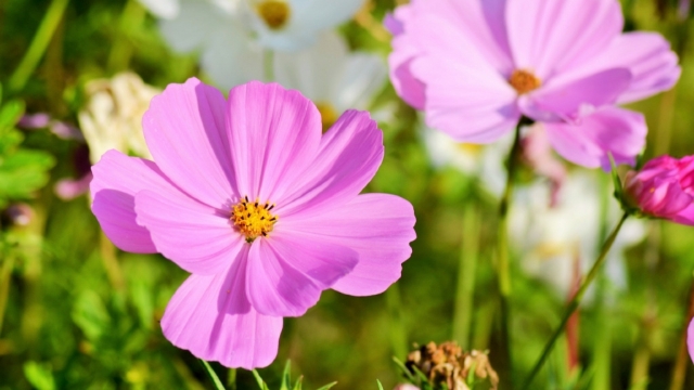 粉色的波斯菊高清图片无水印电脑桌面高清壁纸图片