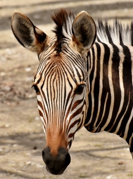 阳光自然户外野生斑马动物