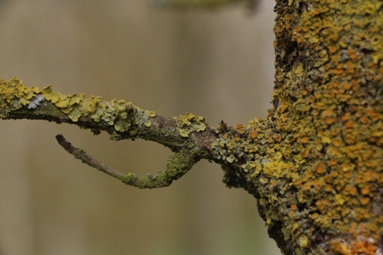 虚化背景户外自然树木树枝特写