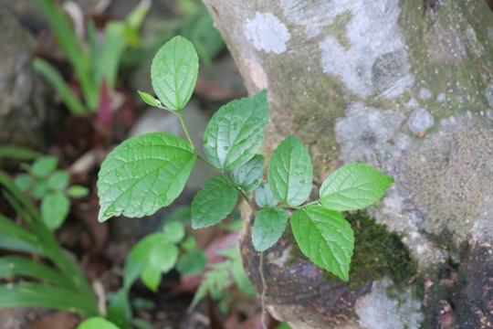 户外自然树木边植物清新绿色叶子