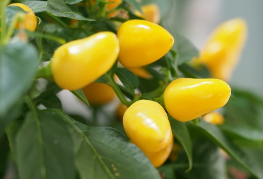 虚化背景自然户外黄色果实绿色叶子植物