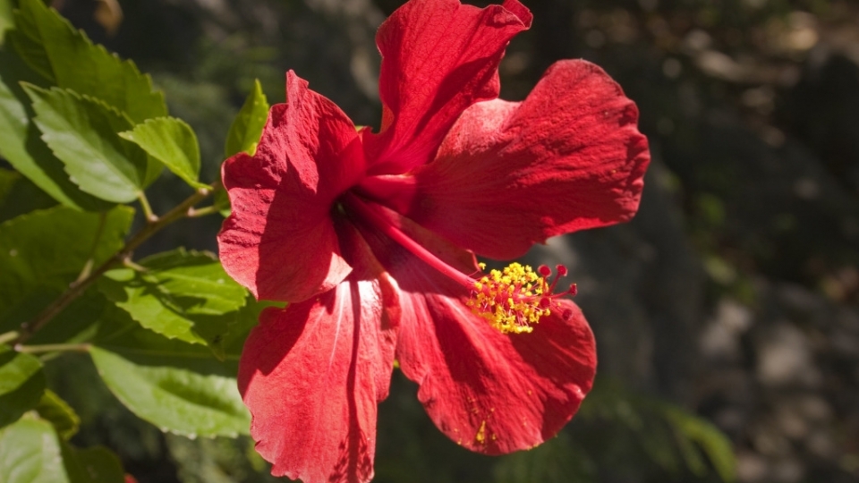 芙蓉花无水印电脑桌面高清壁纸图片