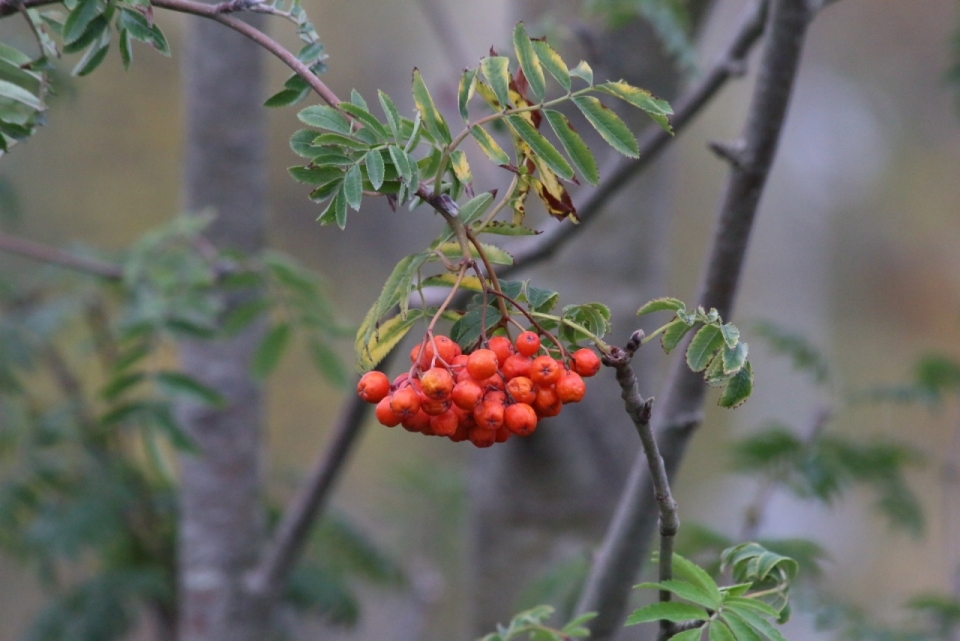 大自然丛林树枝悬挂鲜红色果子植物
