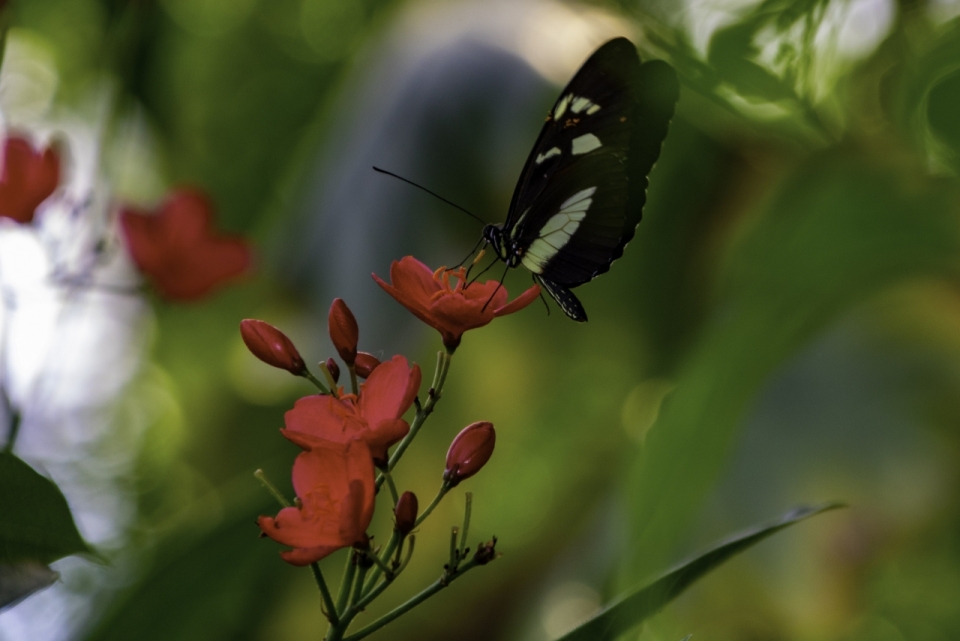 虚化背景户外红色花朵植物上黑色蝴蝶