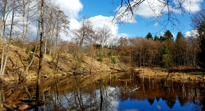 野外丛林枯黄草木平静湖泊风景