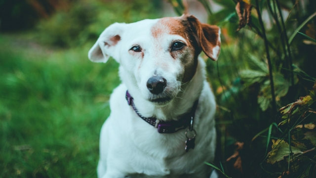 杰克罗素梗小狗狗高清桌面壁纸