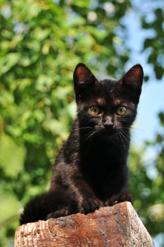 树荫下乘凉漆黑猫咪高清特写