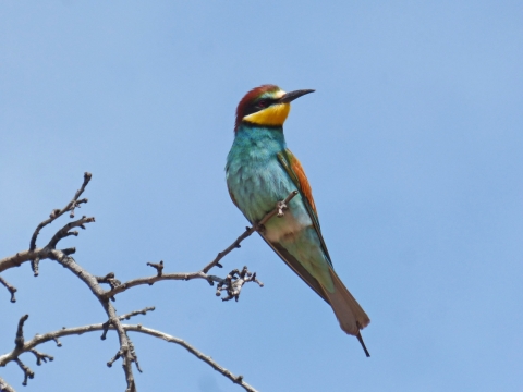 蓝色天空树木树枝野生彩色鸟类动物