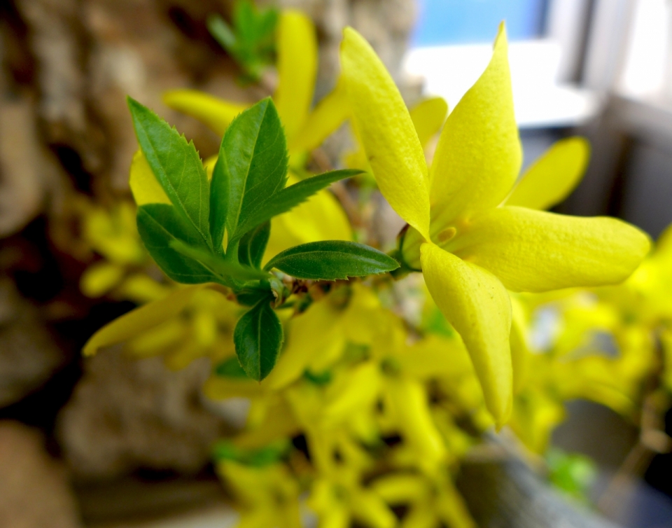 虚化背景室内自然黄色花朵绿色叶子植物