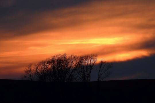 夕阳金色阳光树林迷蒙光影植物外形
