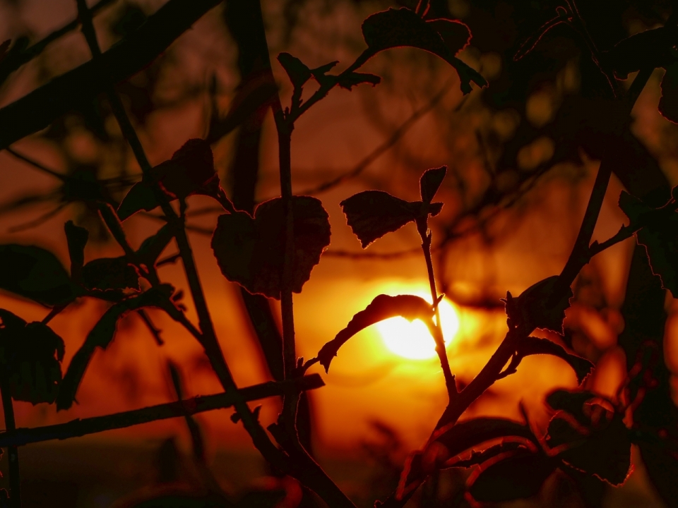 傍晚时分金色夕阳树叶植物自然光影