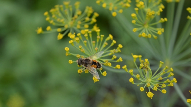 莳萝花绿色自然风光高清桌面壁纸