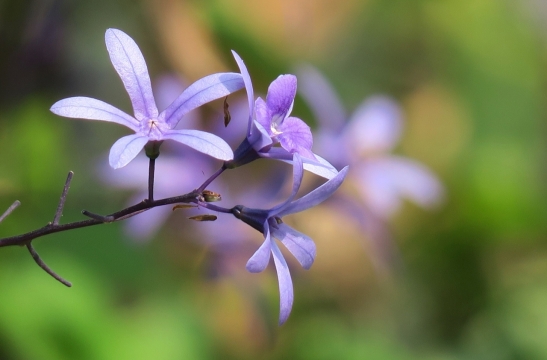 虚化背景户外自然紫色花朵植物