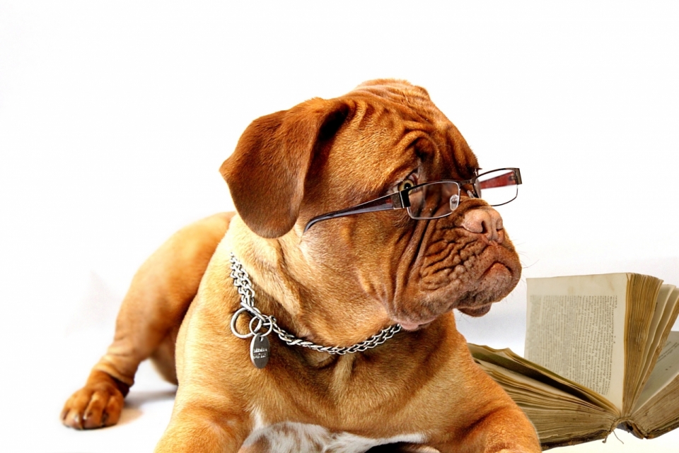 狗狗戴眼镜看书创意狗狗摄影