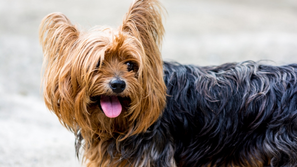 约克夏梗犬高清桌面壁纸