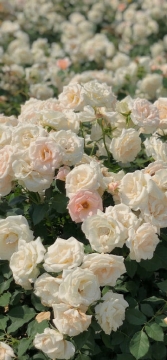 唯美花海写真图片