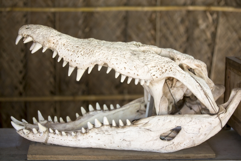 巨大鳄鱼头骨骨架标本高清摆拍