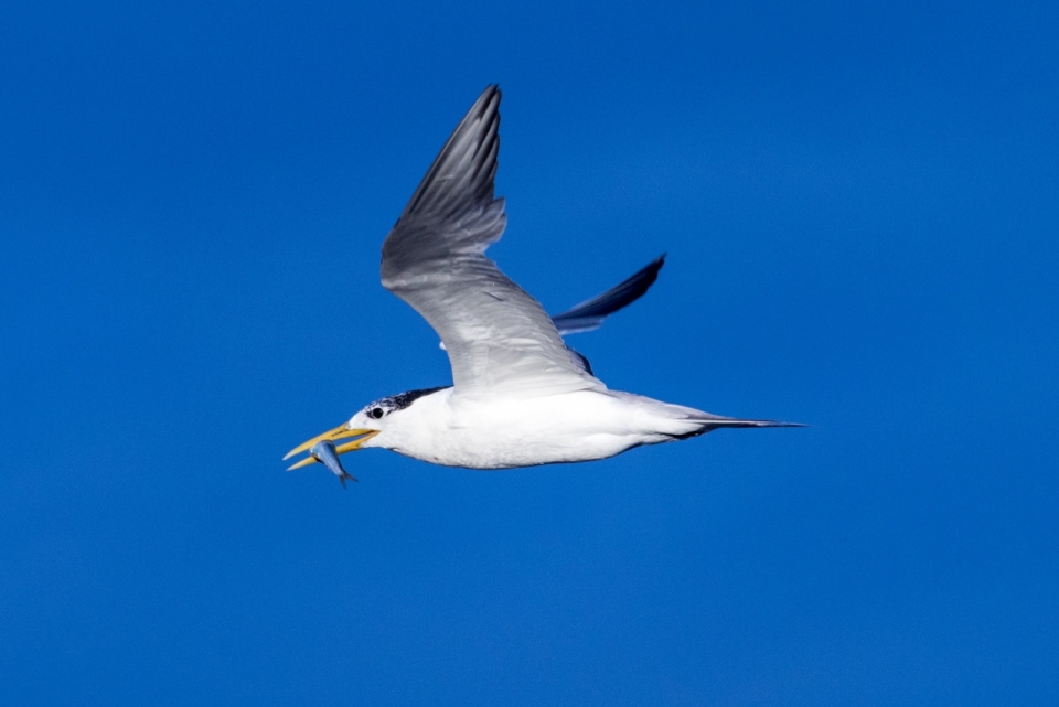 飞翔蓝天之上捕食鱼类海鸟动物