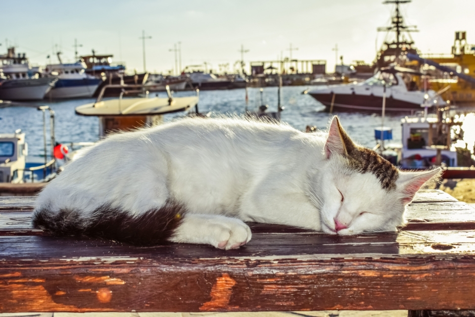 海岸边木长椅上睡着的白色猫咪