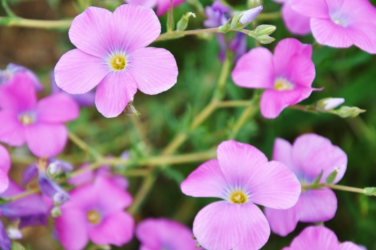 虚化背景户外粉色花朵绿色叶子自然植物