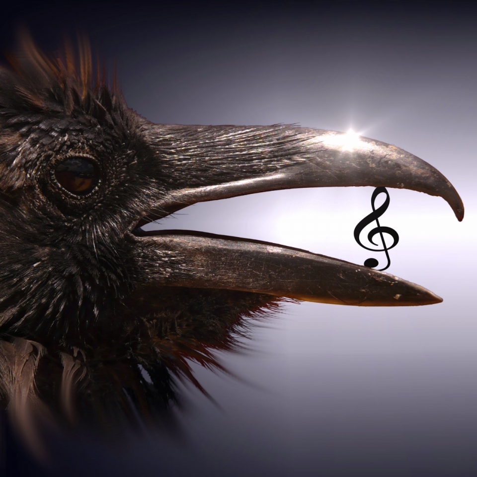 鸟喙中的黑色音符创意设计