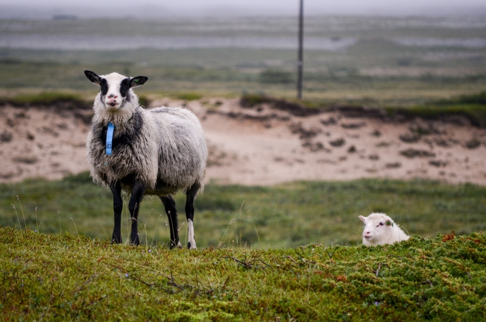 绿色牧场上灰色和白色绵羊动物摄影