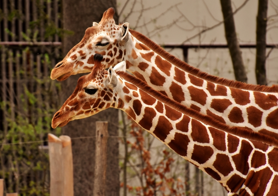 动物园可爱长颈鹿美丽花纹记录特写