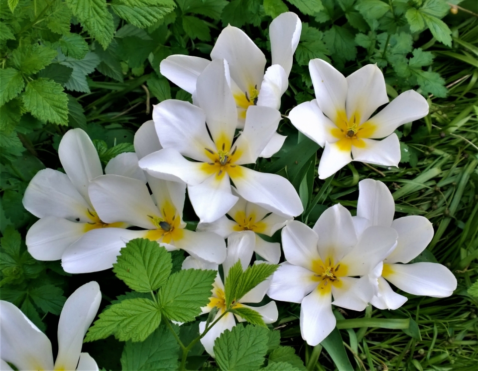 春天花园白色花朵绿色叶子植物