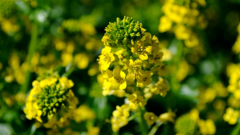 田园风光油菜花自然风光高清桌面壁纸