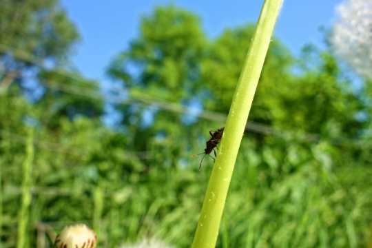 虚化背景户外自然绿色植物黑色昆虫