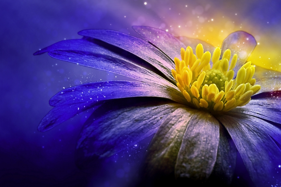 梦幻背景黄色花蕊紫色花朵自然植物