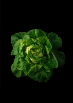 黑色背景新鲜健康绿色叶子自然蔬菜