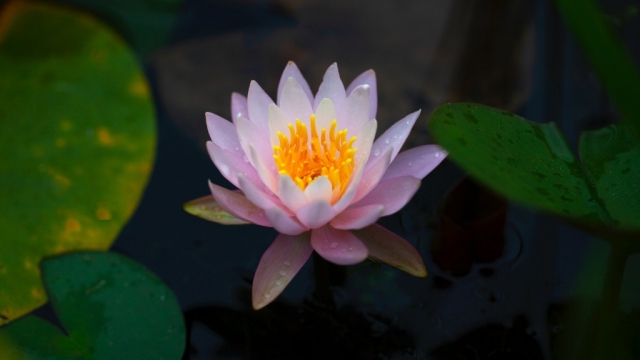 荷花自然风光优美风景秀丽美丽高清桌面壁纸