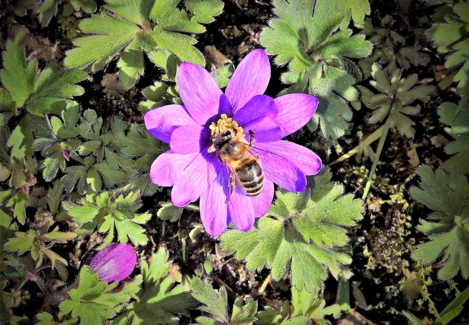 茂密草地树林盛开紫色花朵蜜蜂特写