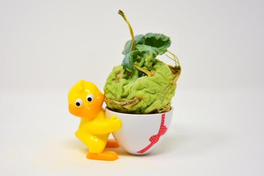 桌面摆放怀抱盆栽小黄鸭特写