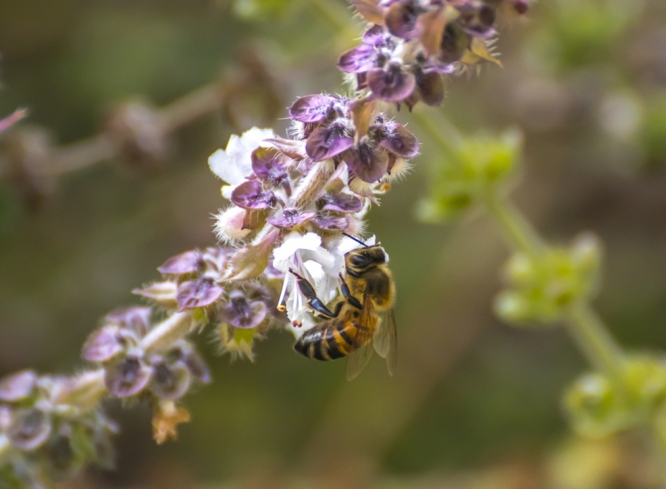 薰衣草花瓣上采集花粉蜜蜂昆虫摄影