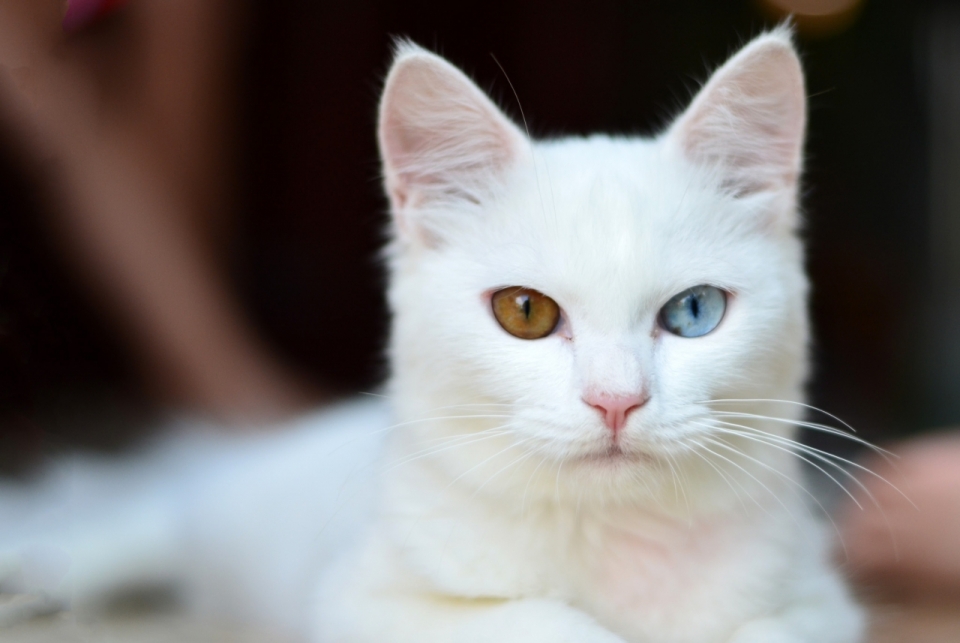 一直拥有异瞳色的纯白色小猫