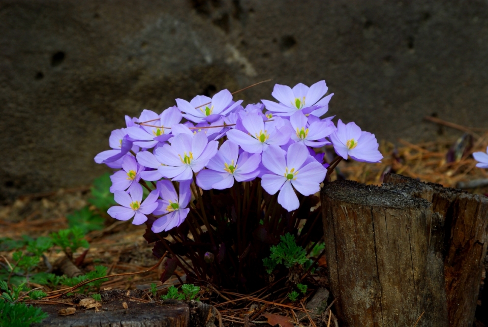 自然森林土壤紫色花朵小清新自然植物
