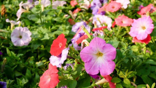 风景摄影_花园中盛开着五彩鲜艳花朵