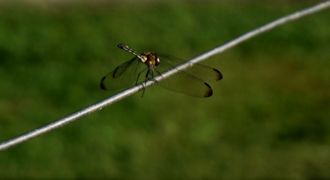 绿色的草坪上落在铁丝上休息的蜻蜓