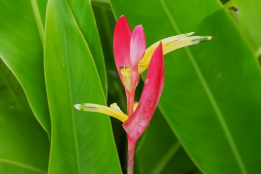 户外自然红色花朵绿色叶子植物