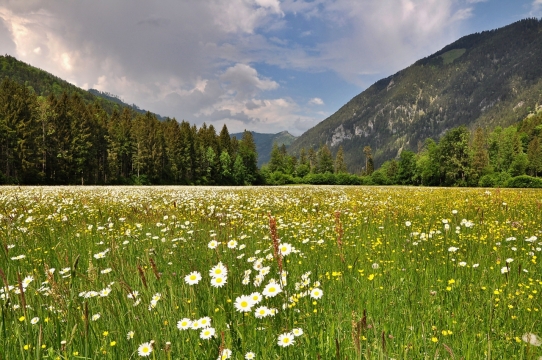 郊外自然山峰前白色花朵植物花丛