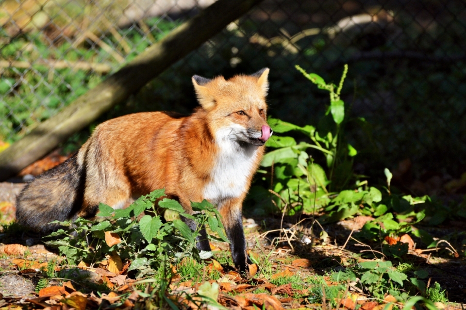 秋天走在草坪中舔着舌头的狐狸