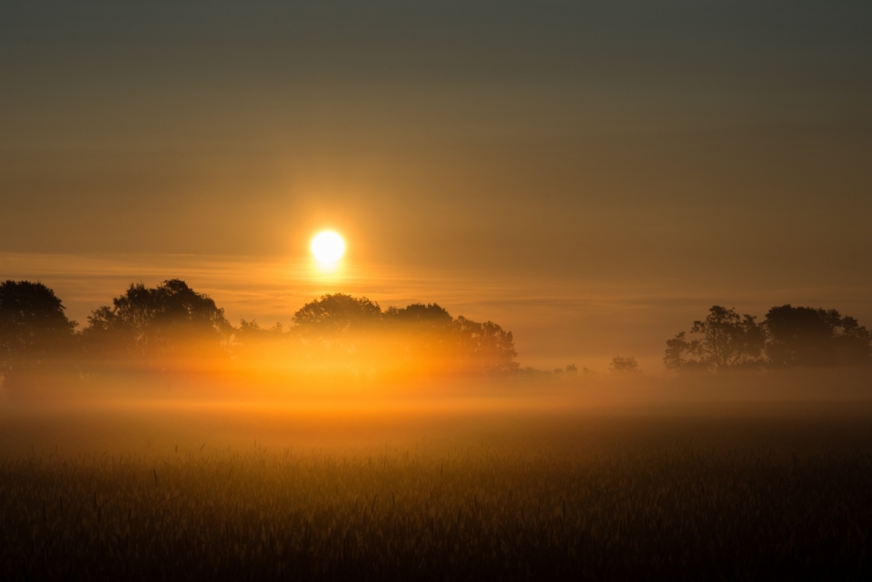 清晨刚升起的太阳照射着满是雾气的草原
