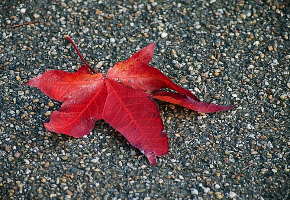 砂石路上的红色枫叶静物摄影