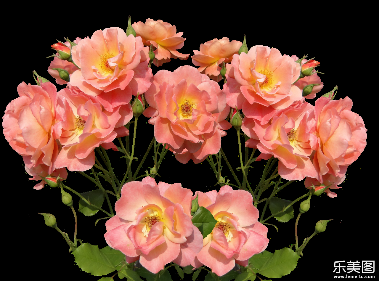 白色背景前粉色蔷薇花朵植物摄影