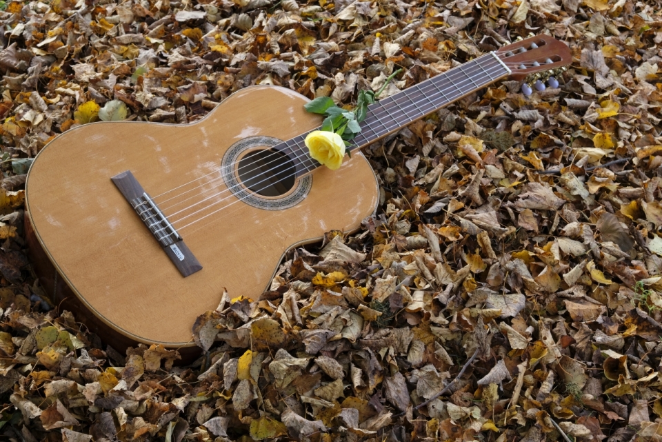 树叶堆上的木吉他和黄色花朵的静物摄影